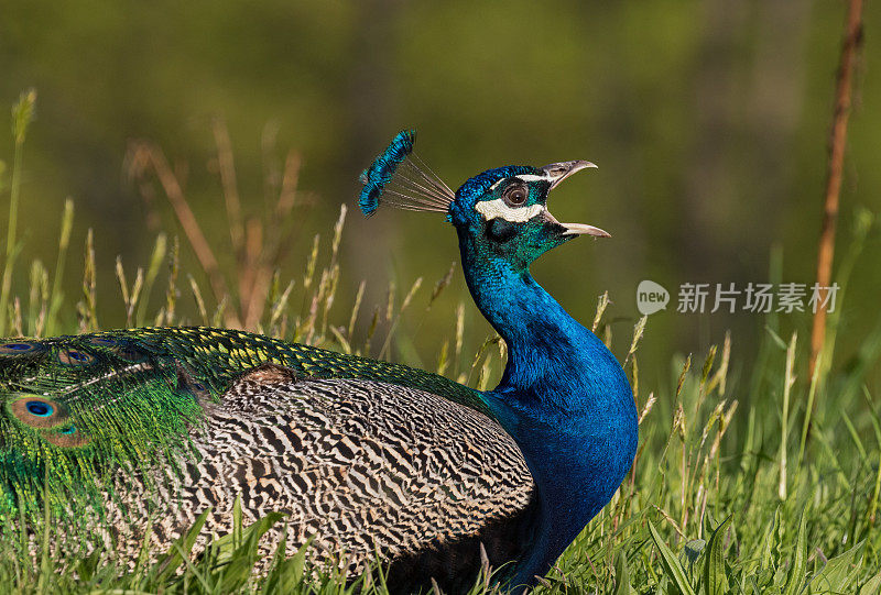 呼唤蓝孔雀(Pavo cristatus)